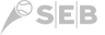 SEB